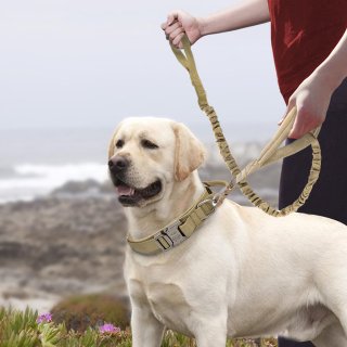 Nylon Dog Collars: The Ideal Choice for Large and Medium-sized Dogs