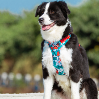 Versatile Dog Leash and Vest Set: Ideal for All Dog Breeds