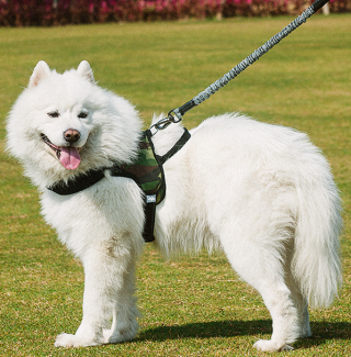 Chest Harness Dog Leash: A Safe and Comfortable Choice for Your Pet